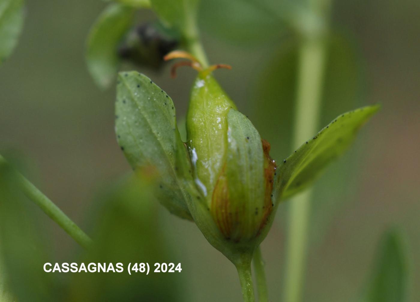 St. John's Wort, Trailing fruit